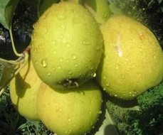 庫(kù)爾勒香梨