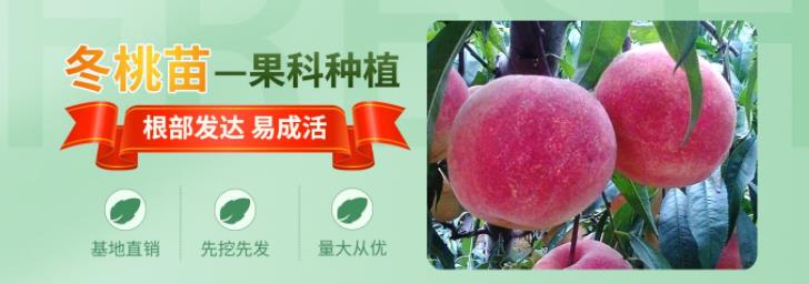 泊頭市果科種植合作社