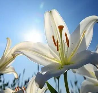 凌源百合花