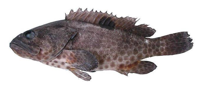 石斑魚
