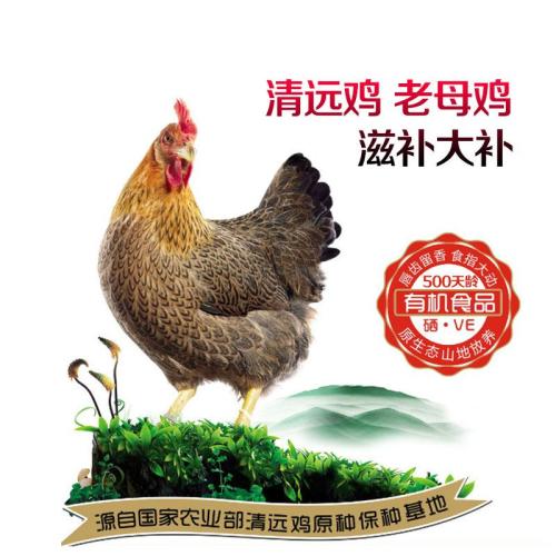 清遠(yuǎn)雞