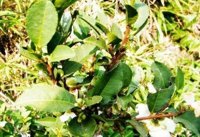 筆架茶