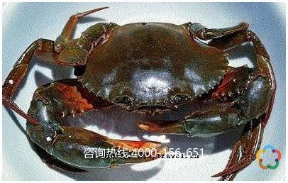 仙塘紅蟳