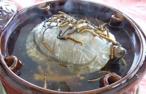 鐵板甲魚