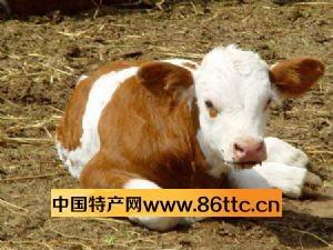 拜泉縣黃肉牛