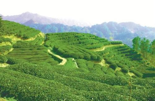 屈鄉(xiāng)絲綿茶
