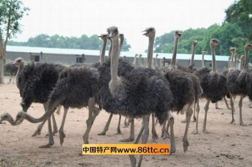 江門(mén)鴕皇鴕鳥(niǎo)肉