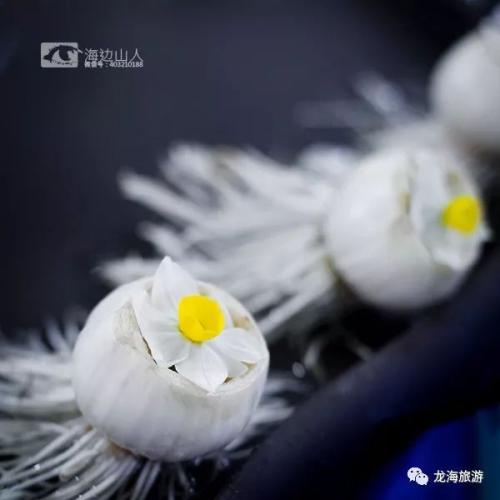 龍海水仙花