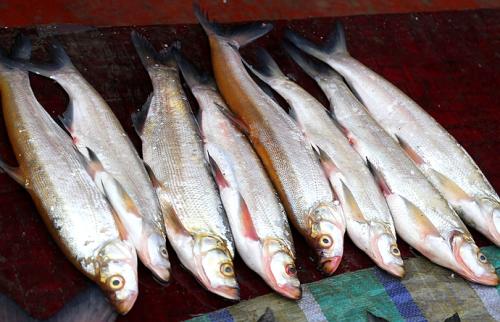 江魚