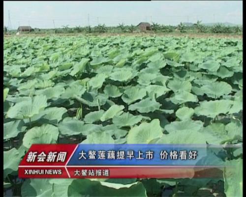 新會(huì)大鰲蓮藕