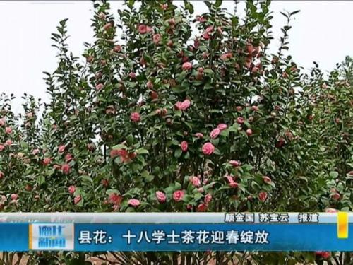德化十八學(xué)士茶花