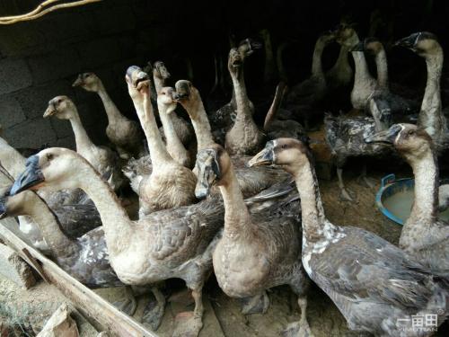 黑腳鵝