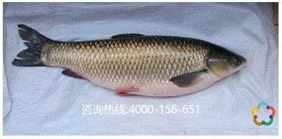 圭崗氹仔魚