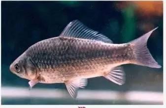 洛陽鯽魚