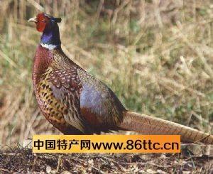 七彩雉雞
