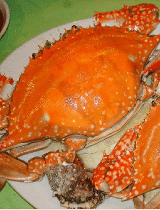 興城梭子蟹