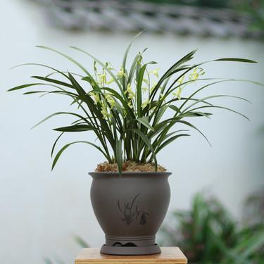 連城蘭花