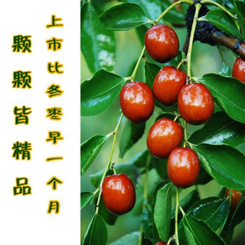 南皮金絲小棗