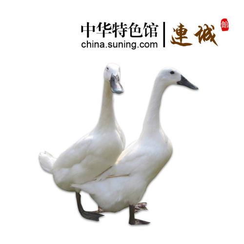 連城白鴨