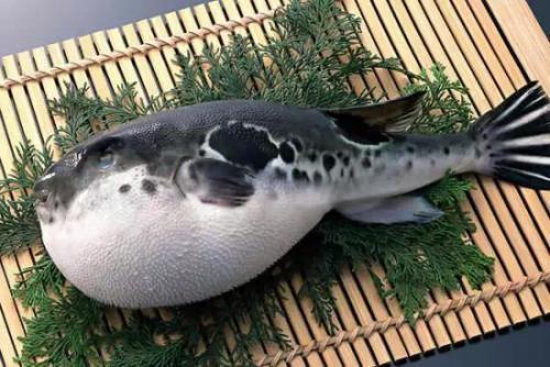 江陰河豚
