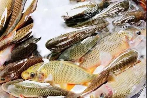 樂北禾花魚