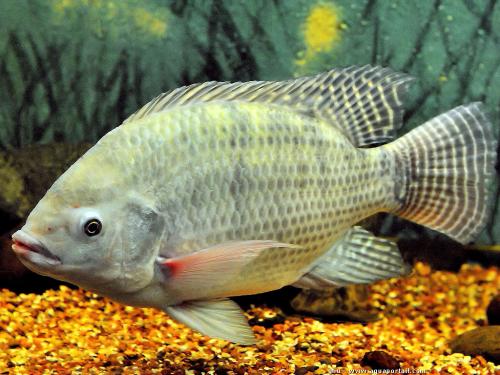 羅非魚