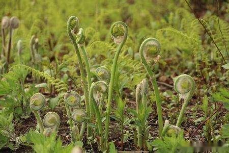 高級野生食用菜——薇菜