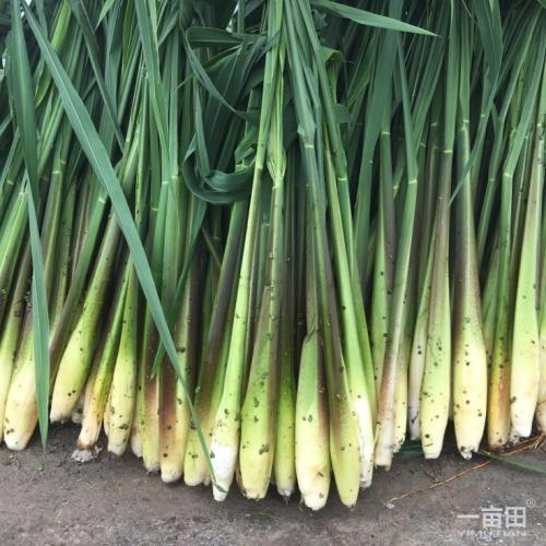 1雙季茭白