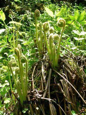 滴道蕨菜