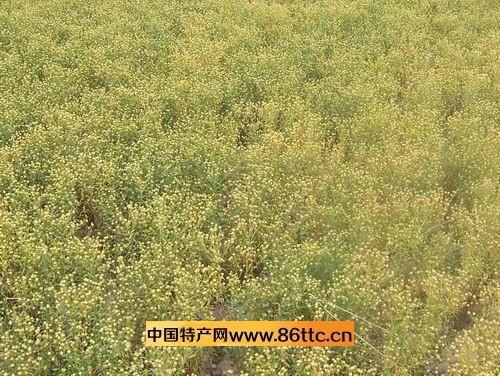 胡麻紙,青山區(qū)特產(chǎn)胡麻紙