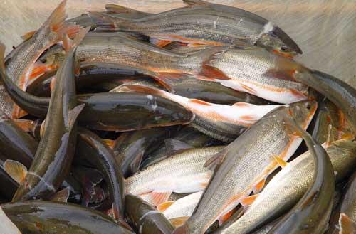 灘頭魚(yú)