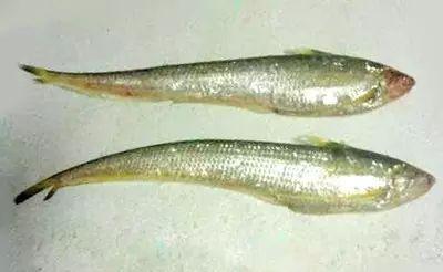 梅鱭魚
