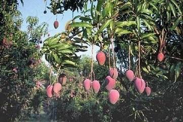 覃斗芒果
