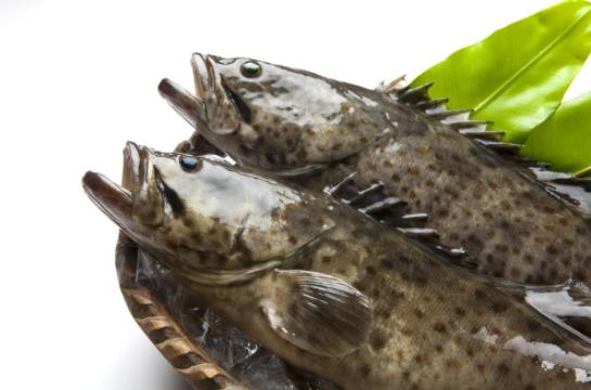 石斑魚