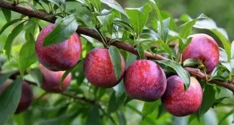 翁源三華李