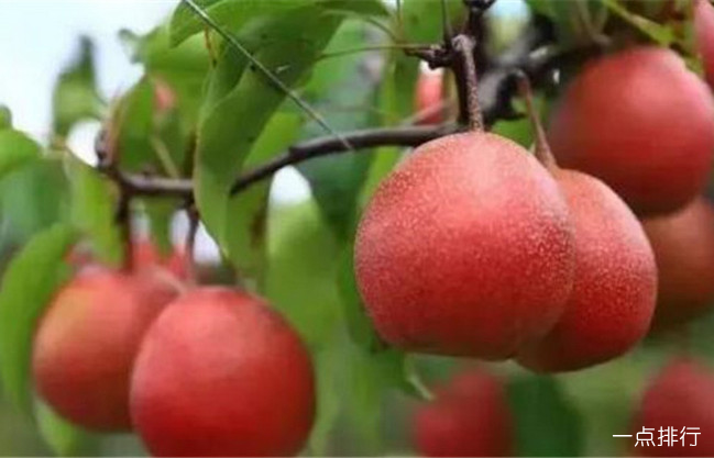 南丹瑤山紅梨