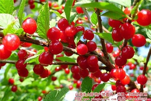 櫻桃的營養(yǎng)價值 吃櫻桃還可以美白