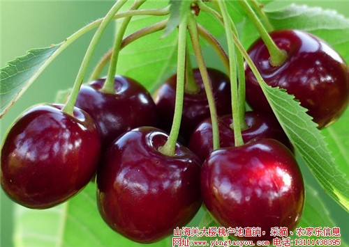 櫻桃的營養(yǎng)價值 吃櫻桃還可以美白
