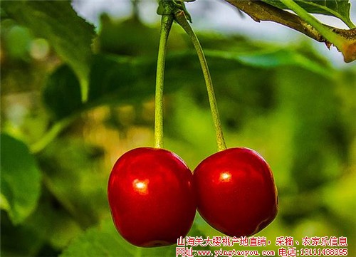 夏季吃櫻桃的5大好處