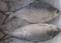 鰣魚(yú)