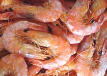 對(duì)蝦