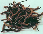蟲(chóng)草