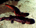 娃娃魚