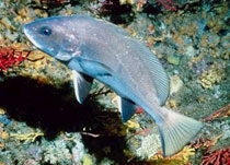 大馬哈魚