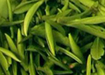 廬山云霧茶
