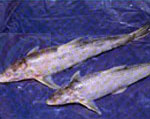 鴿子魚