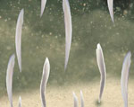 文昌魚