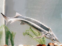 鰉魚