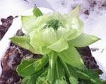 雪蓮花