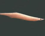 面丈魚(yú)